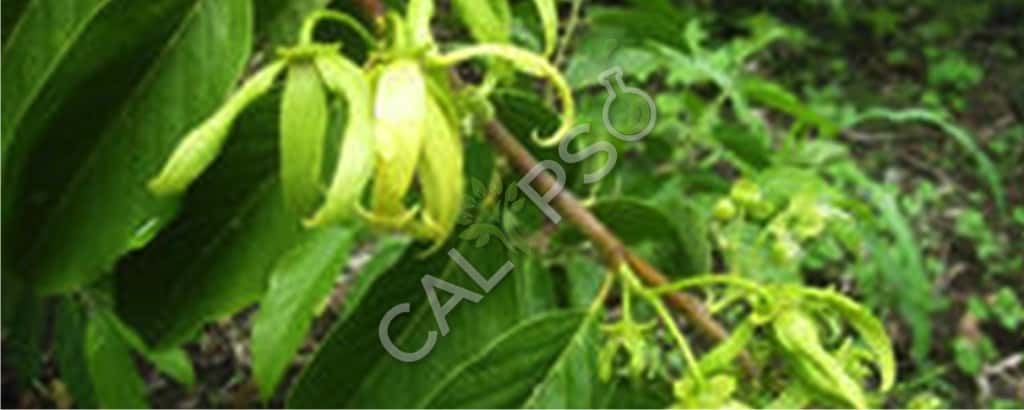 Elemi pure essentiële natuurlijke olie